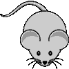 Miš